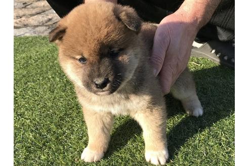 成約済の長崎県の柴犬-43527の1枚目