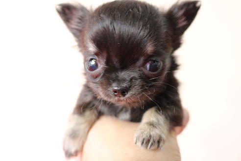 成約済の京都府のチワワ(ロングコート)-43558の5枚目