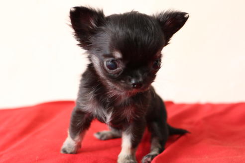 成約済の京都府のチワワ(ロングコート)-43558の4枚目