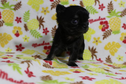 成約済の京都府のチワワ(ロングコート)-43558の2枚目