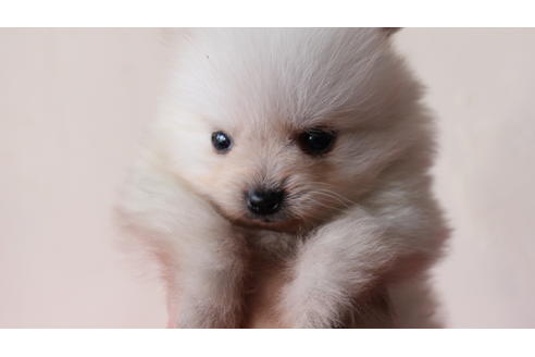 成約済の京都府のポメラニアン-43573の3枚目