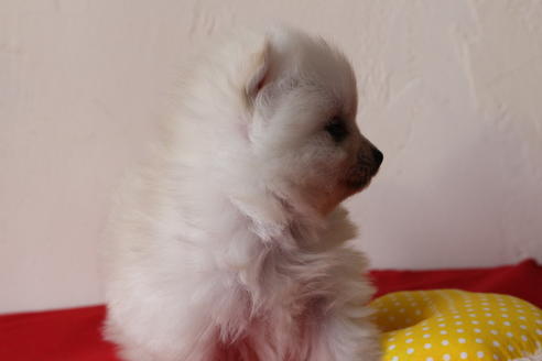 成約済の京都府のポメラニアン-43573の2枚目