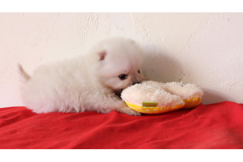 成約済の京都府のポメラニアン-43573の1枚目