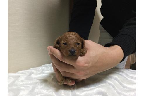 成約済の福岡県のタイニープードル-43576の4枚目