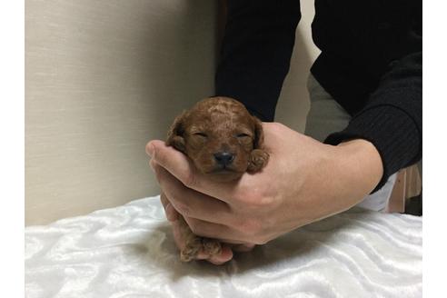 成約済の福岡県のタイニープードル-43576の3枚目