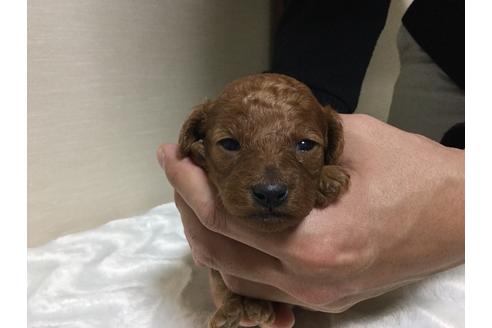 成約済の福岡県のタイニープードル-43576の1枚目