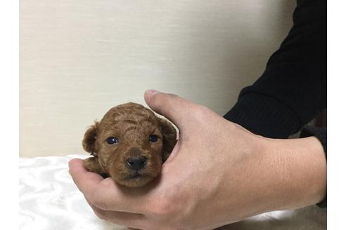 成約済の福岡県のタイニープードル-43577の1枚目