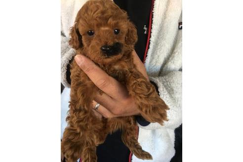 成約済の静岡県のトイプードル-43578の1枚目