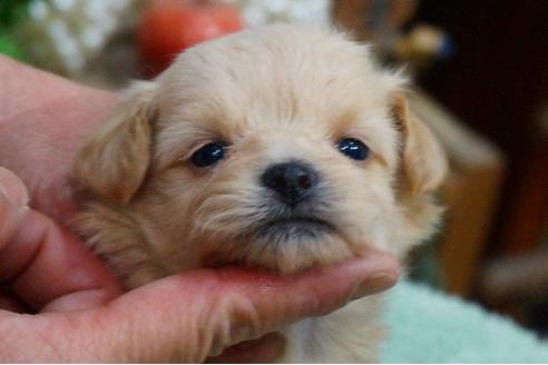 成約済の京都府のミックス犬-43630の3枚目