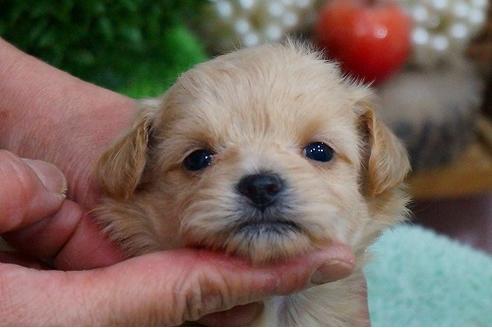 成約済の京都府のミックス犬-43630の2枚目