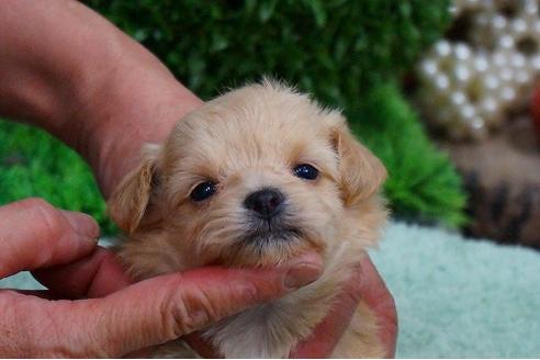 成約済の京都府のミックス犬-43630の1枚目