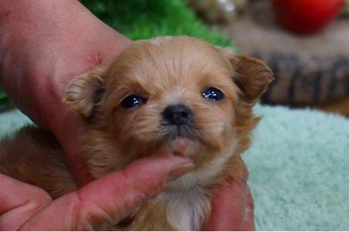 成約済の京都府のミックス犬-43632の2枚目