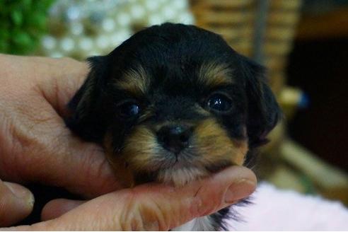 成約済の京都府のミックス犬-43637の3枚目