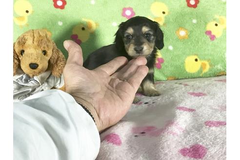 成約済の兵庫県のミニチュアダックスフンド-43104の3枚目