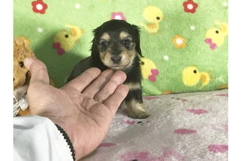 成約済の兵庫県のミニチュアダックスフンド-43104の1枚目