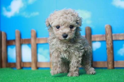 成約済の滋賀県のトイプードル-43303の2枚目