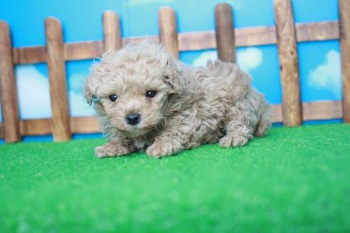 成約済の滋賀県のトイプードル-43303の1枚目