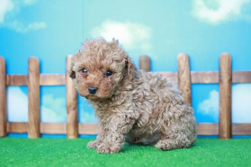 成約済の滋賀県のトイプードル-43308の2枚目