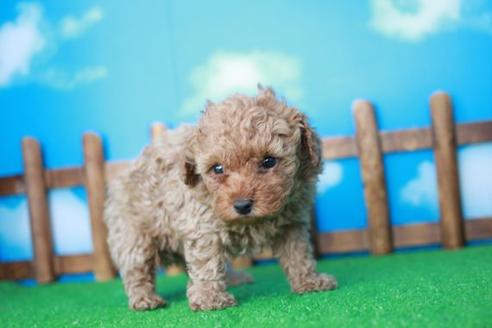 成約済の滋賀県のトイプードル-43308の1枚目