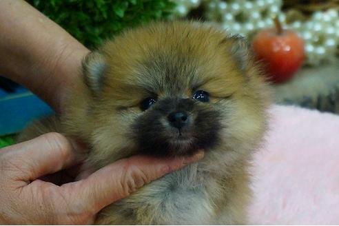 成約済の京都府のポメラニアン-43319の3枚目