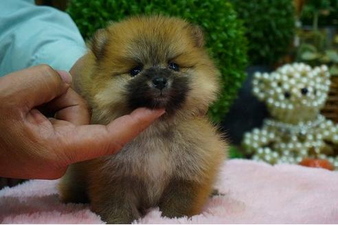 成約済の京都府のポメラニアン-43319の2枚目