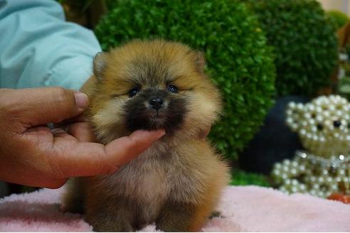 成約済の京都府のポメラニアン-43319の1枚目