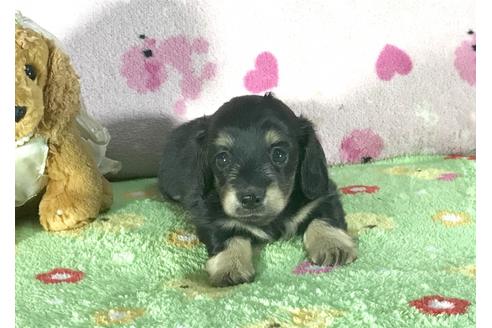 成約済の兵庫県のミニチュアダックスフンド-43673の3枚目