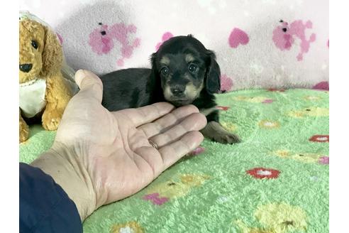 成約済の兵庫県のミニチュアダックスフンド-43673の4枚目