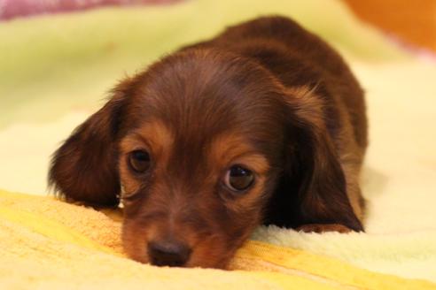 成約済の愛知県のカニンヘンダックスフンド-42431の5枚目