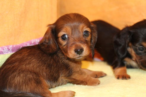 成約済の愛知県のカニンヘンダックスフンド-42431の3枚目