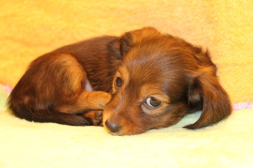 成約済の愛知県のカニンヘンダックスフンド-42431の2枚目