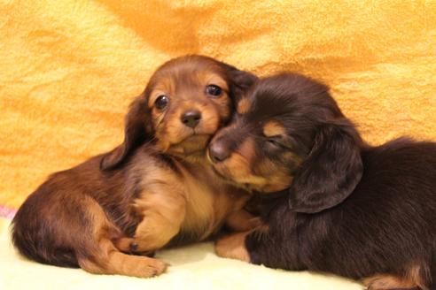 成約済の愛知県のカニンヘンダックスフンド-42431の1枚目