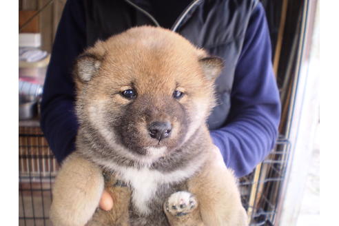 成約済の三重県の柴犬-43675の2枚目