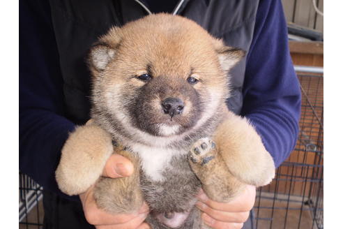 成約済の三重県の柴犬-43675の1枚目