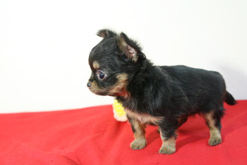 成約済の京都府のチワワ(ロングコート)-43692の3枚目