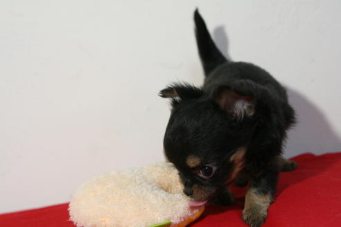 成約済の京都府のチワワ(ロングコート)-43692の2枚目