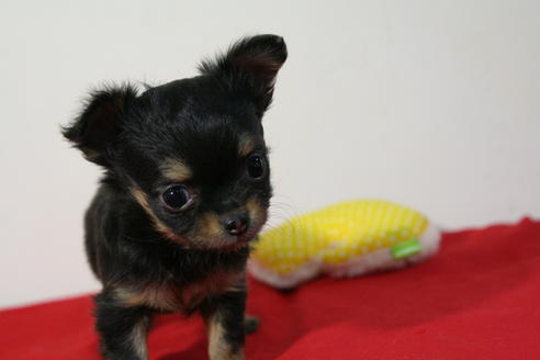 成約済の京都府のチワワ(ロングコート)-43692の1枚目