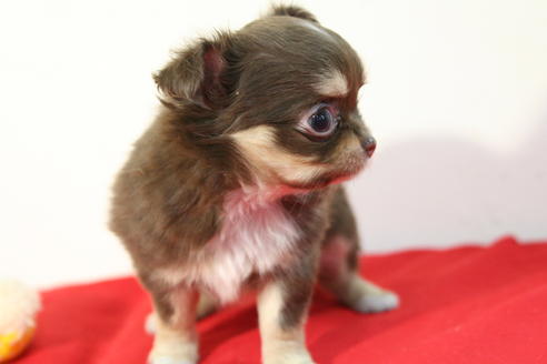 成約済の京都府のチワワ(ロングコート)-43694の3枚目