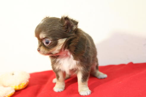 成約済の京都府のチワワ(ロングコート)-43694の2枚目