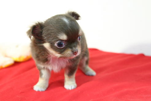 成約済の京都府のチワワ(ロングコート)-43694の1枚目