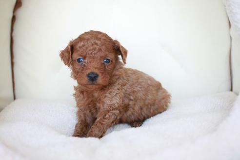 成約済の滋賀県のトイプードル-43697の3枚目