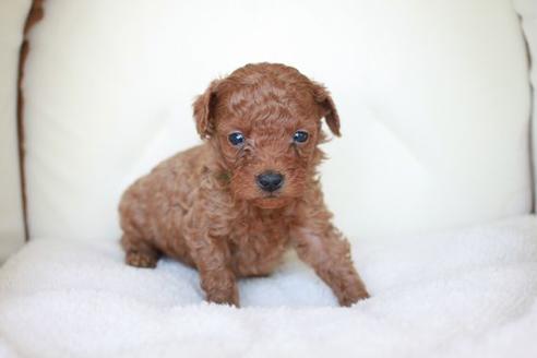 成約済の滋賀県のトイプードル-43697の2枚目