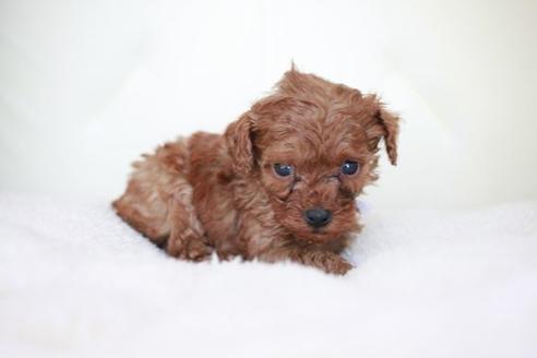 成約済の滋賀県のトイプードル-43704の2枚目