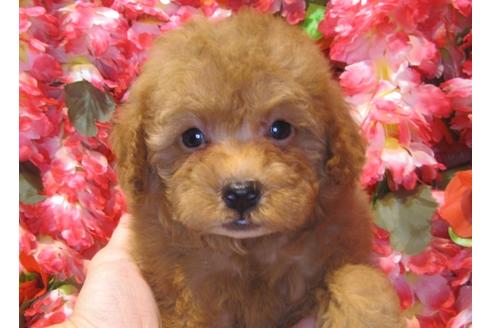 成約済の茨城県のトイプードル-43725の1枚目