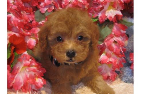 成約済の茨城県のトイプードル-43725の3枚目