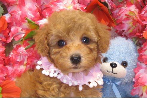 成約済の茨城県のトイプードル-43726の1枚目