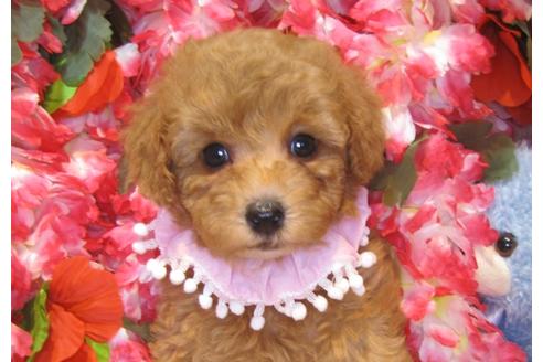 成約済の茨城県のトイプードル-43726の2枚目