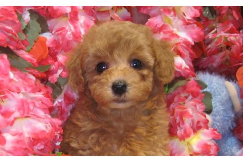 成約済の茨城県のトイプードル-43726の3枚目