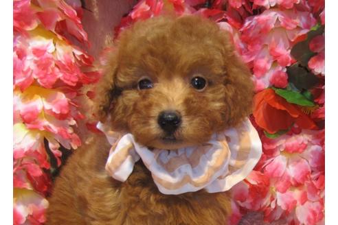 成約済の茨城県のトイプードル-43727の1枚目