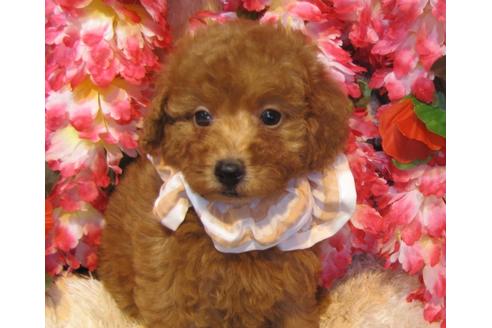 成約済の茨城県のトイプードル-43727の2枚目